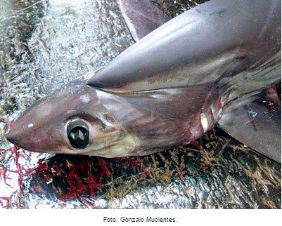 Alopias superciliosus_09.jpg